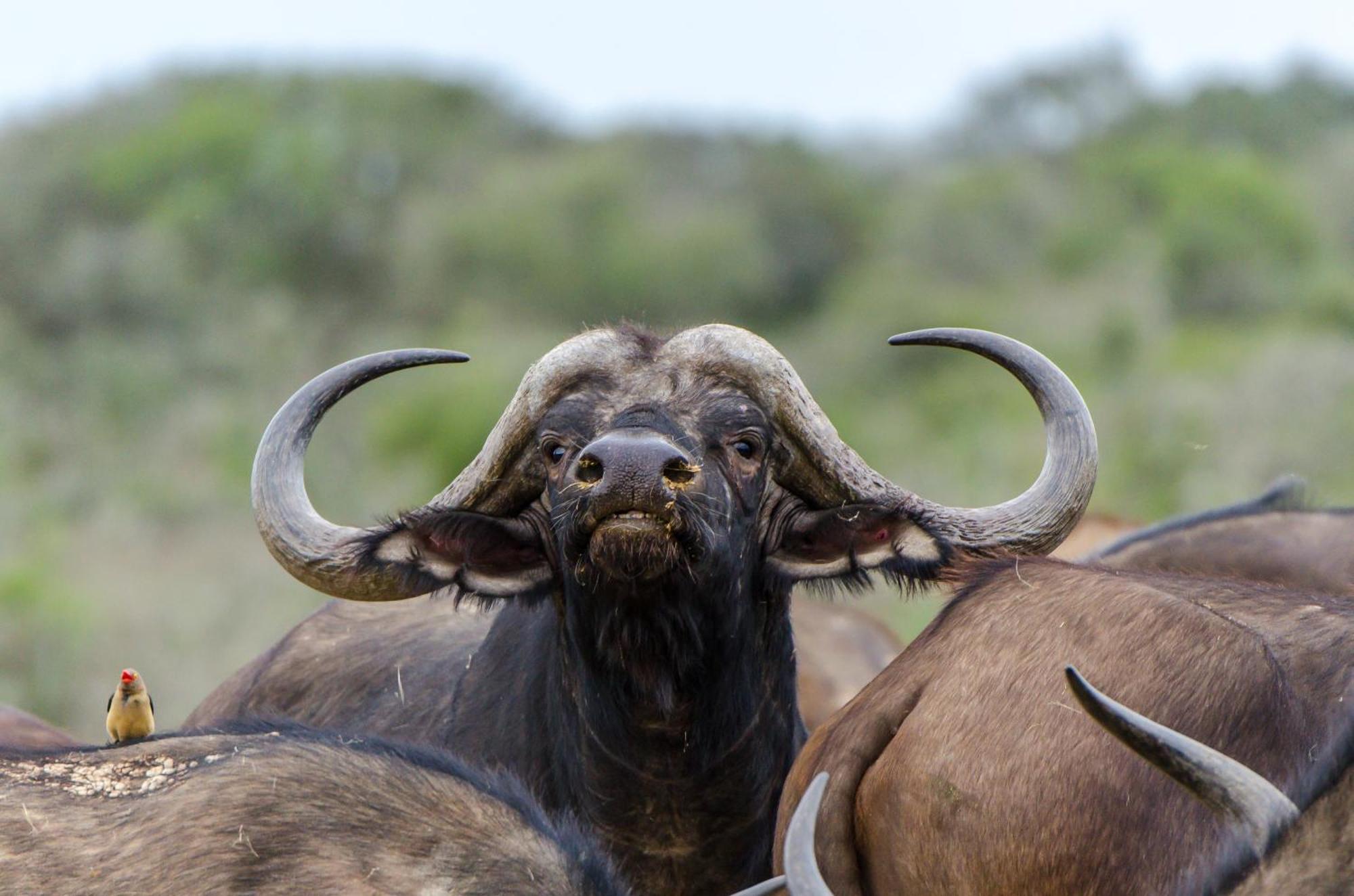Kwandwe Private Game Reserve - Melton Manor Grahamstown Exterior photo