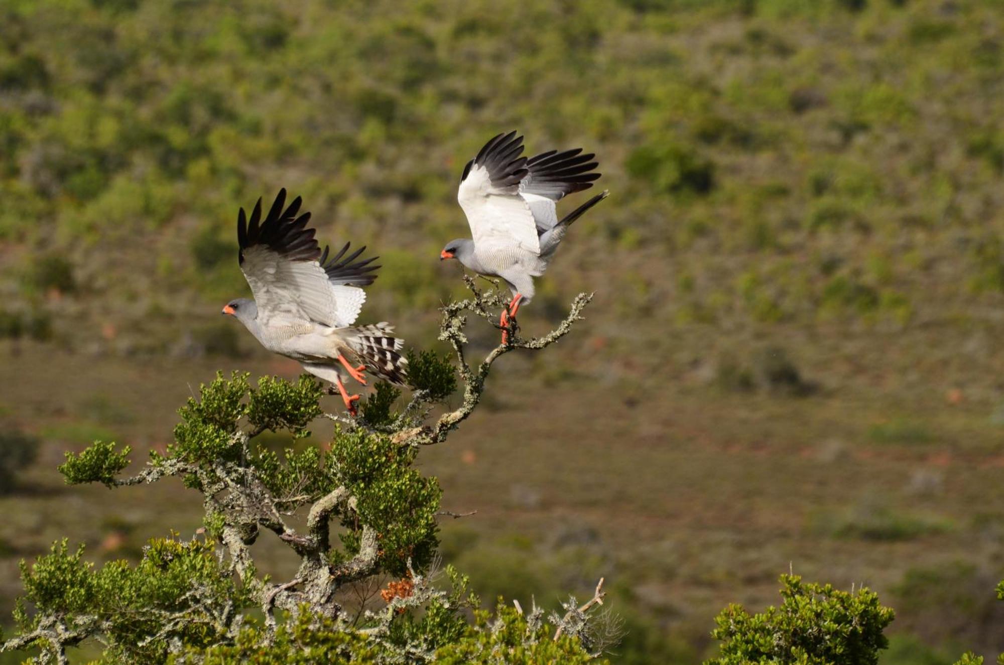 Kwandwe Private Game Reserve - Melton Manor Grahamstown Exterior photo