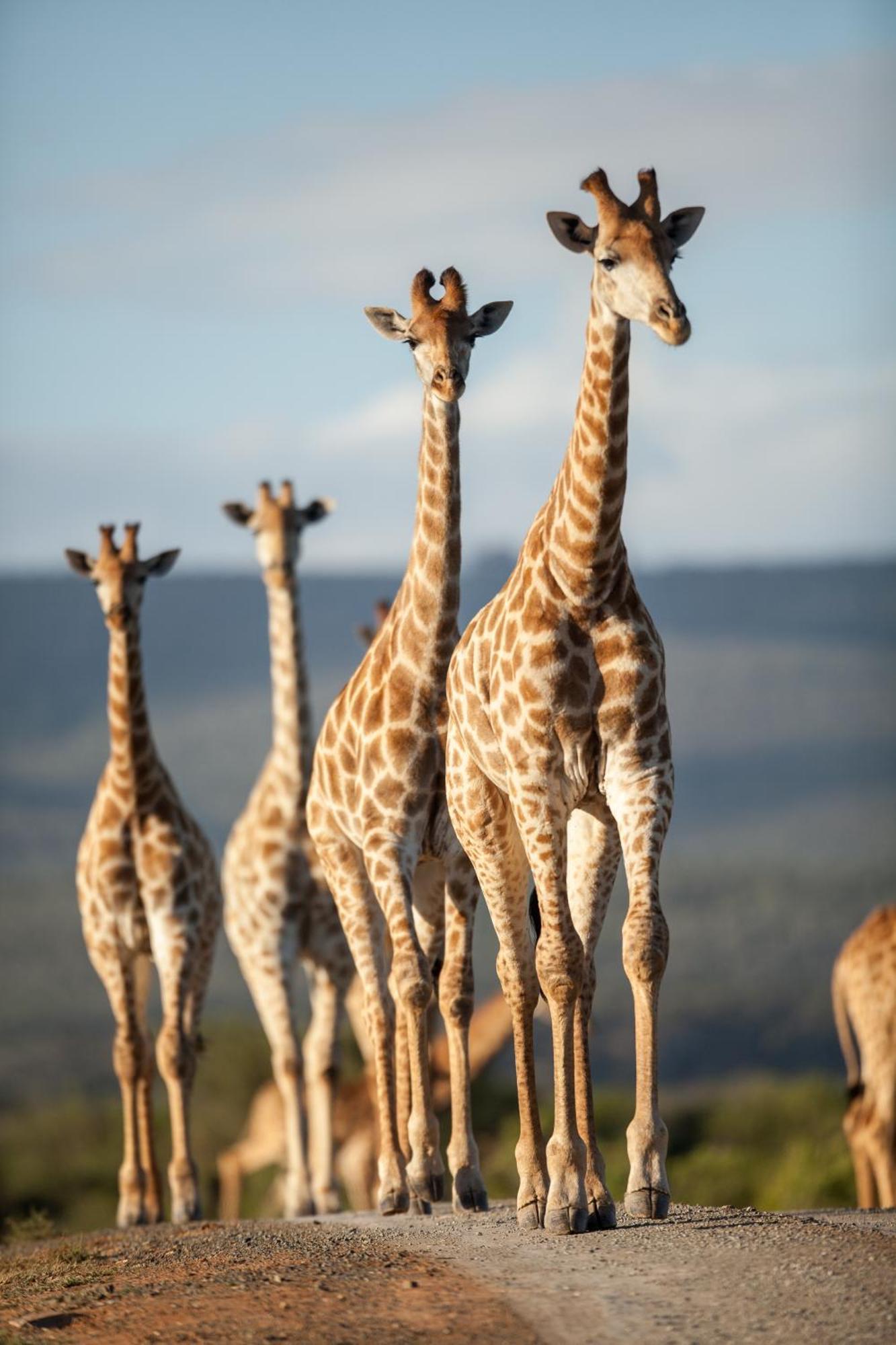Kwandwe Private Game Reserve - Melton Manor Grahamstown Exterior photo